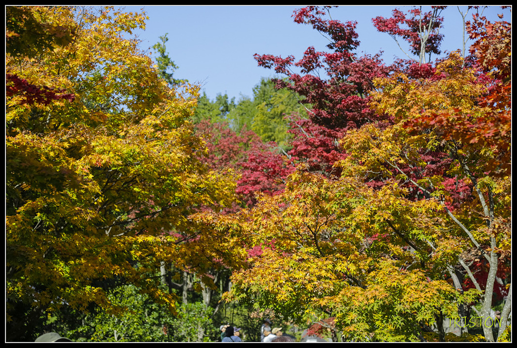 _H1A1703.jpg - 20171103 日本只見線、會津若松五色沼、昭和記念公園賞紅葉