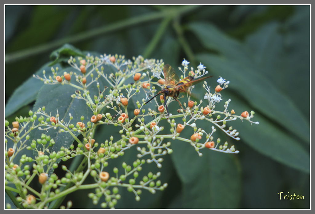 IMG_2136.jpg - 20180728 得恩亞納O形縱走