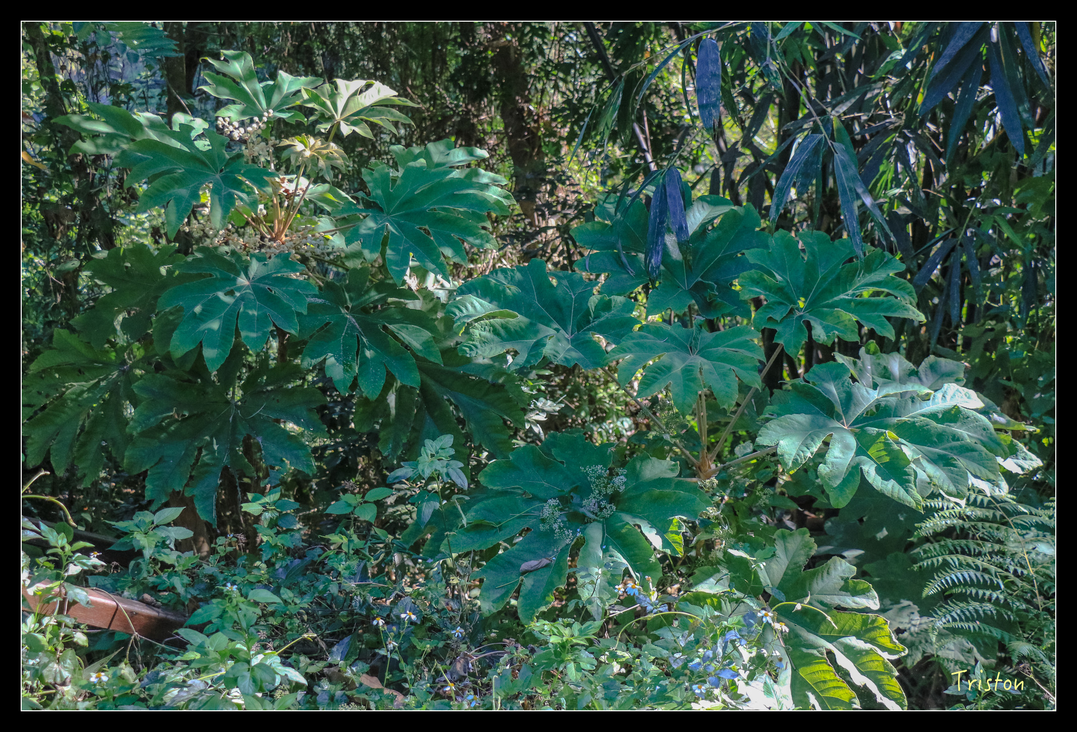 IMG_0354.jpg - 20151214 林內龍過脈步道