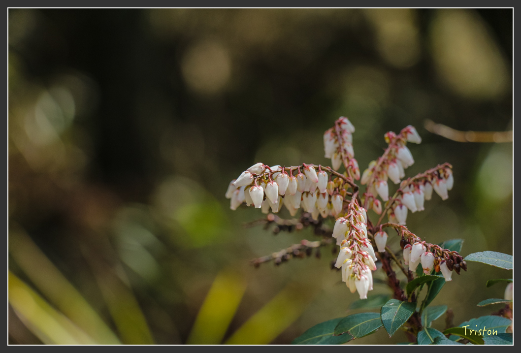 IMG_3377.jpg - 20160227 觀霧森林步道