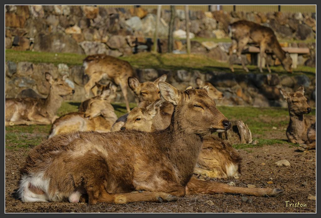 IMG_4129.jpg - 20160323 日本熊野古道健行