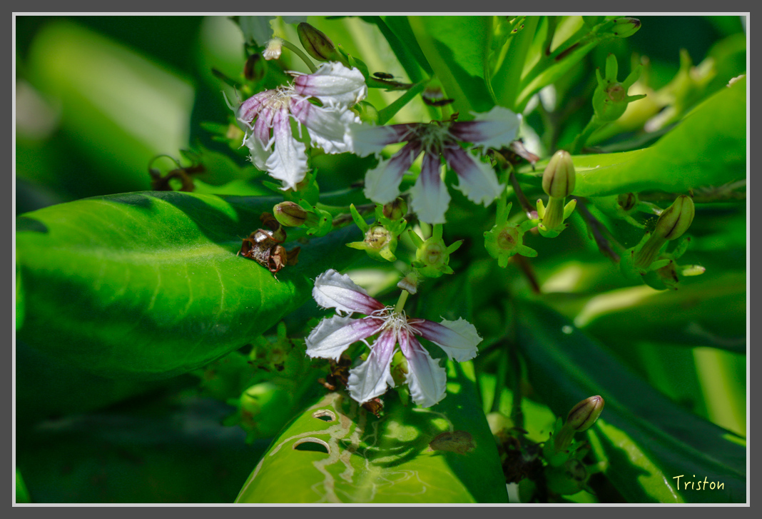 _MG_8335.jpg - 20160618 阿朗壹古道