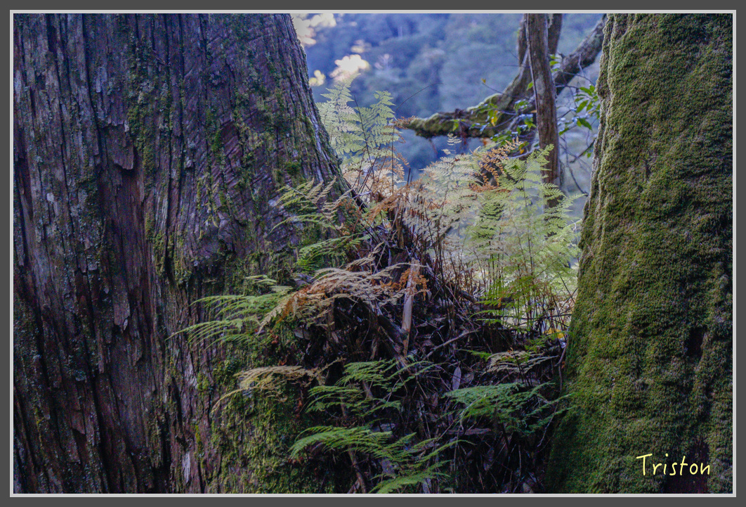 _MG_0202.jpg - 20161203 鎮西堡