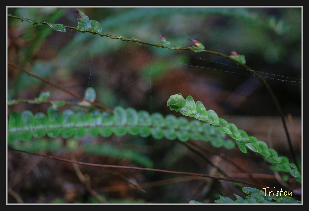 2017-02-27 10.03.53 下午 _MG_0255.jpg - 20170225 玉里瓦拉米