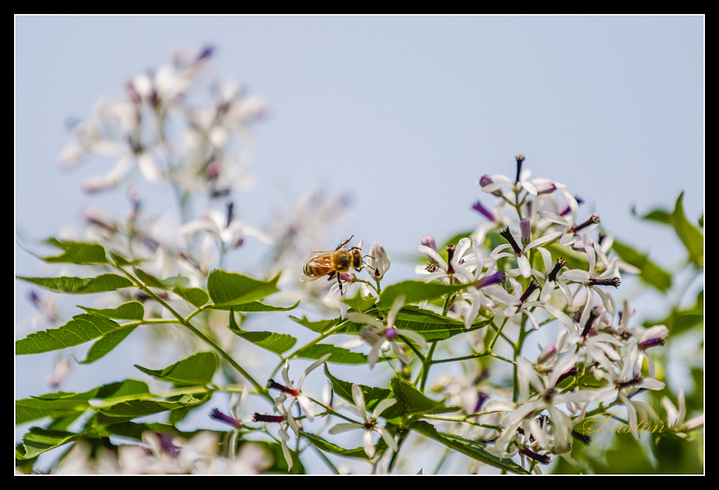 _H1A3004.jpg - 20170328 嘉義苦楝花隧道