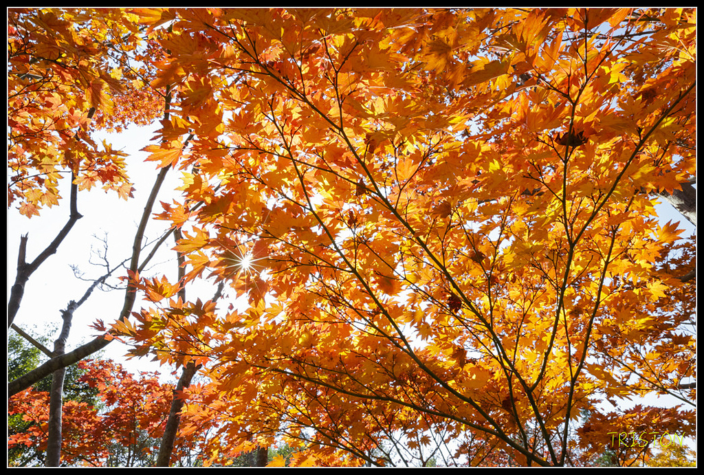 _H1A1721.jpg - 20171103 日本只見線、會津若松五色沼、昭和記念公園賞紅葉