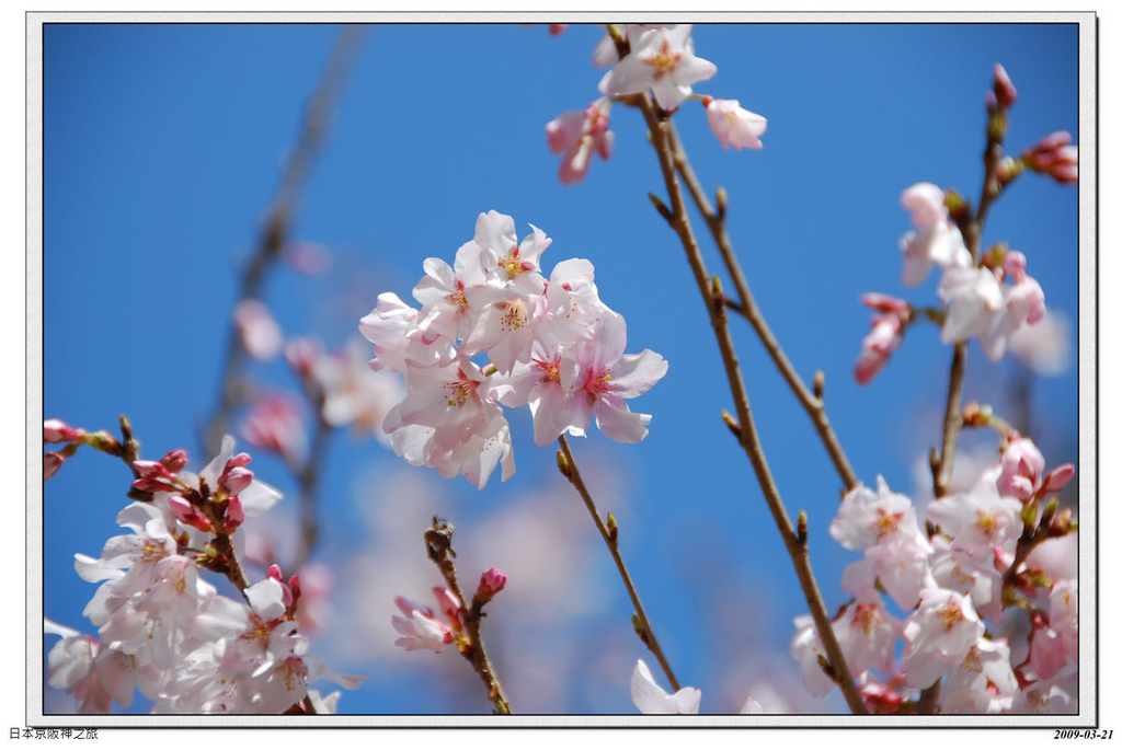 2009-03-21-10_29_50.jpg - 20090320 日本京阪神之旅