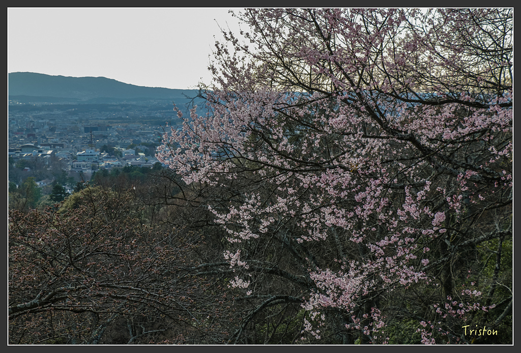 IMG_4141.jpg - 20160323 日本熊野古道健行