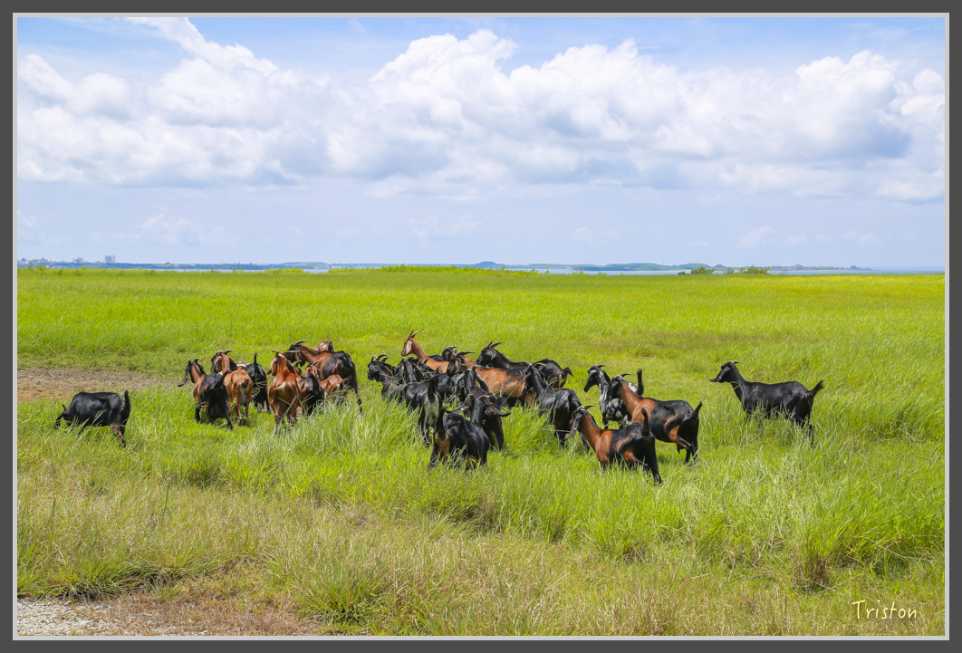 JH1A1635.jpg - 20160701 澎湖