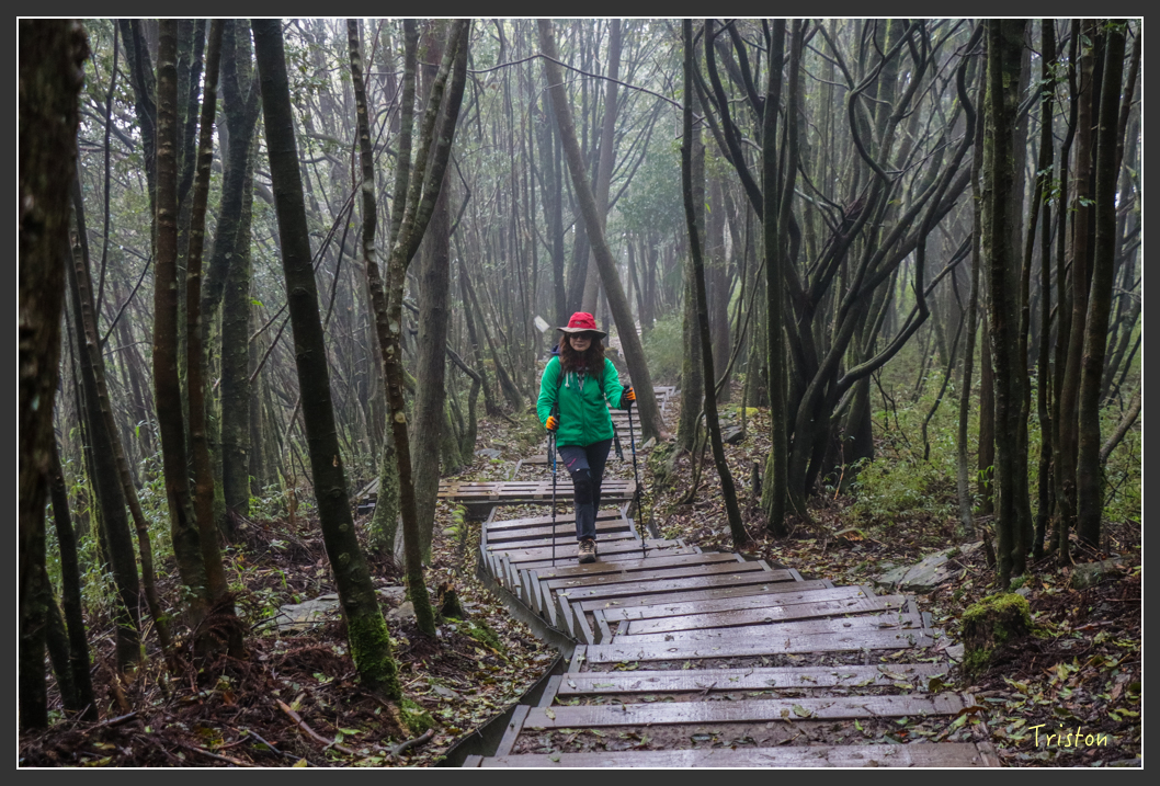 IMG_3321.jpg - 20160227 觀霧森林步道