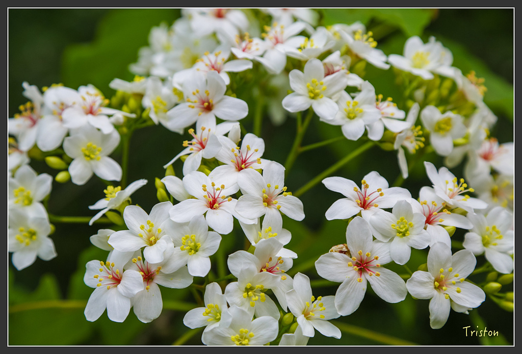 JH1A8847.jpg - 20160426 銅鑼天空步道、天空之城、荷苞山