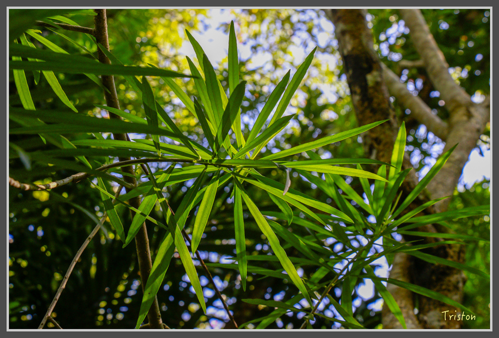 IMG-426.jpg - 20160821 中橫花東之旅