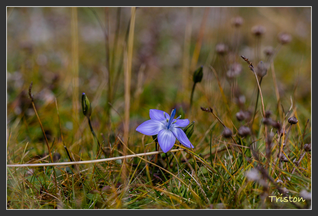 _MG_1271.jpg - 20161013 稻城亞丁