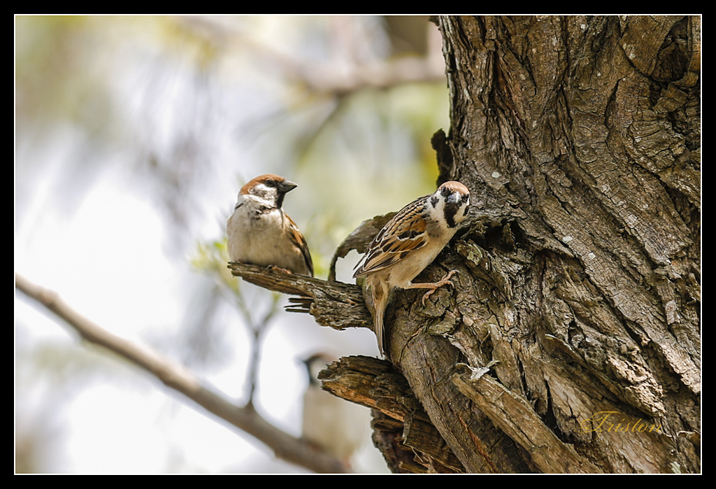 _H1A2971.jpg - 20170328 嘉義苦楝花隧道