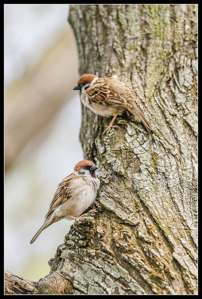 _H1A3118.jpg - 20170328 嘉義苦楝花隧道