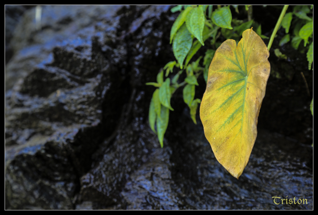 jh1a0075_15580665770_o.jpg - 20141111 屏東霧台 神山 一日來往輕旅行