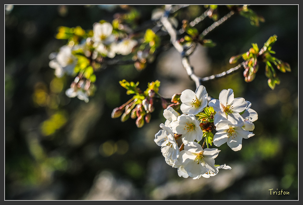 IMG_5974.jpg - 20160323 日本熊野古道健行