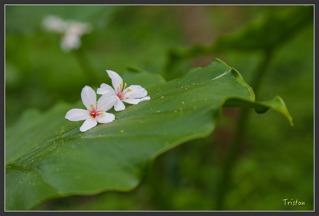 JH1A8849.jpg - 20160426 銅鑼天空步道、天空之城、荷苞山