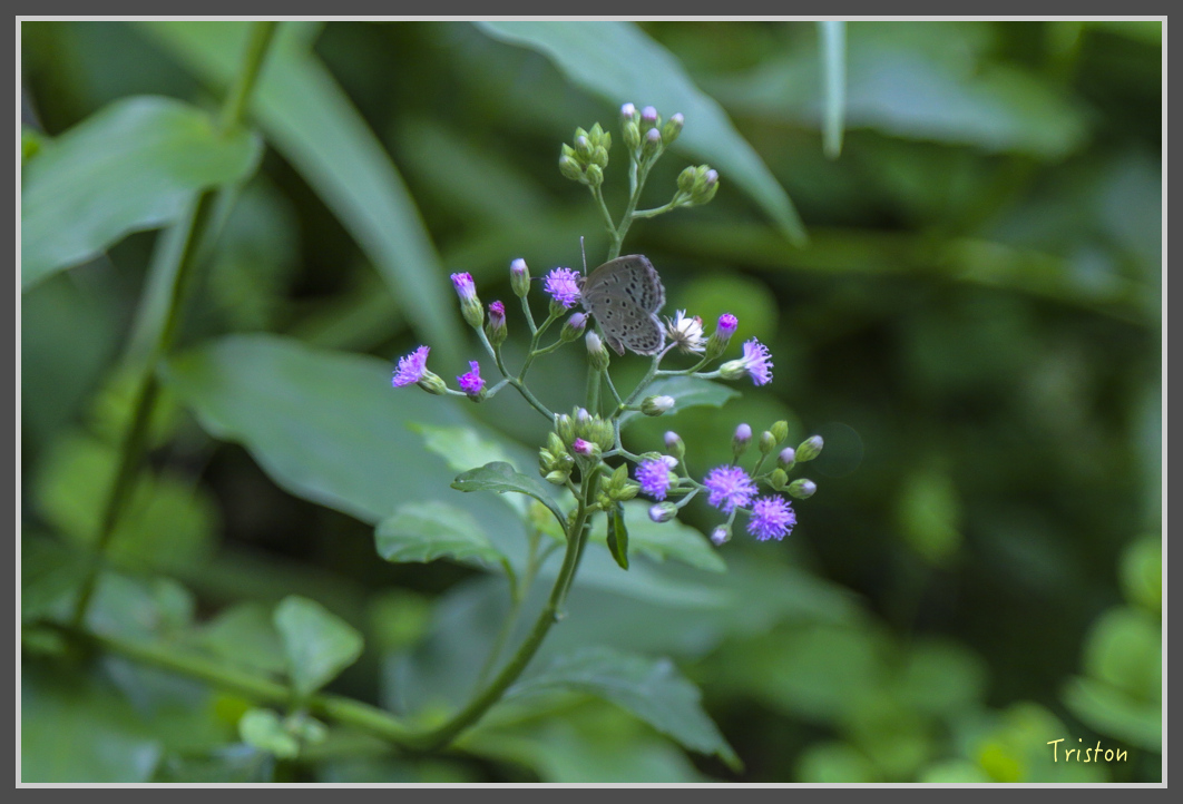 JH1A1881.jpg - 20160725 大津瀑布