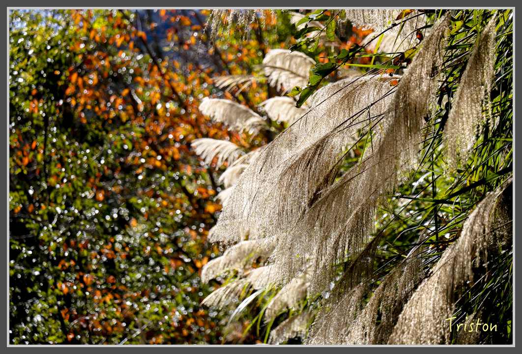 _MG_0416.jpg - 20161203 鎮西堡