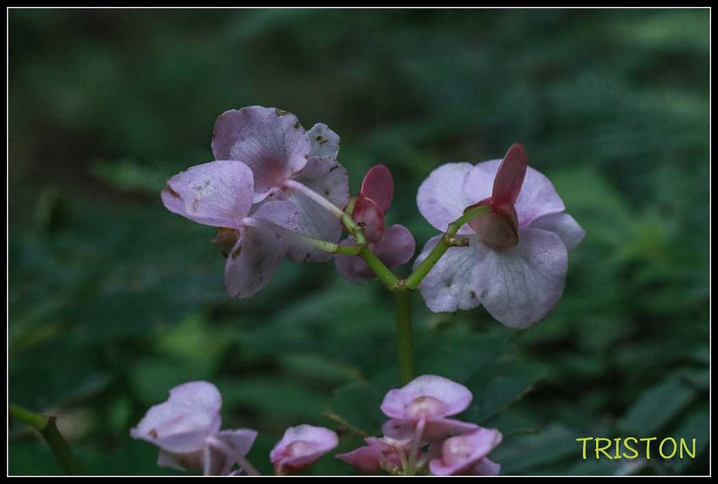 _MG_0143.jpg - 20170920 加里山