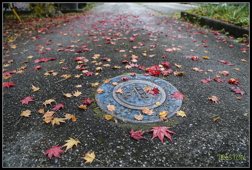 _H1A0699.jpg - 20171103 日本只見線、會津若松五色沼、昭和記念公園賞紅葉