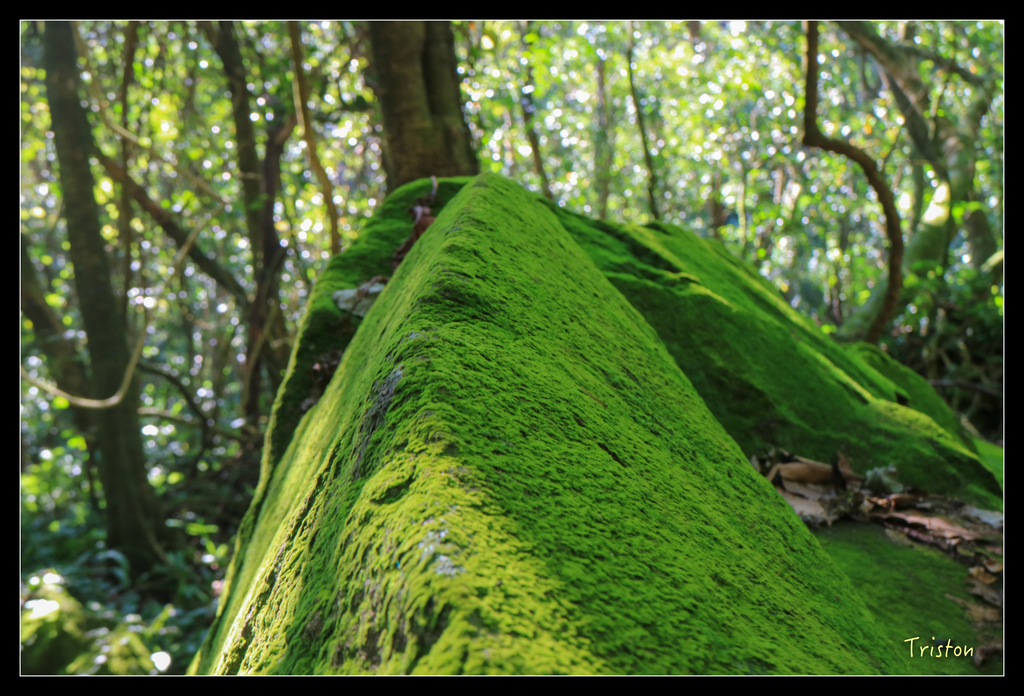 IMG_0490.jpg - 20151107 富士坪古道