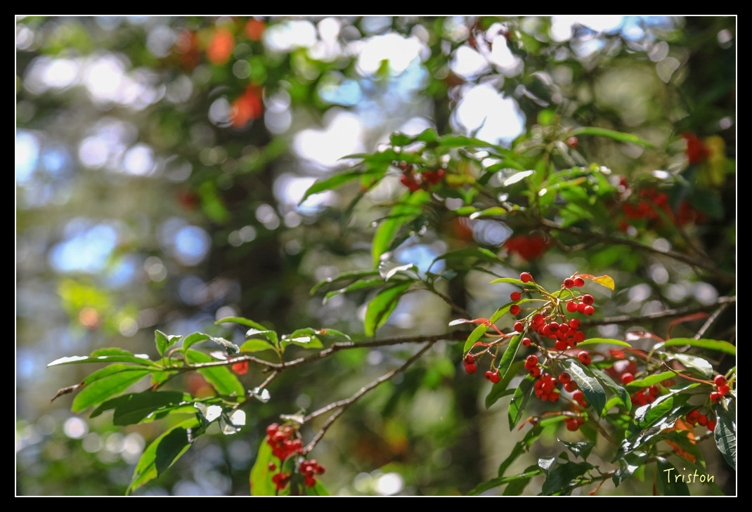 JH1A0643.jpg - 20151205 合歡溪步道、108K楓之谷