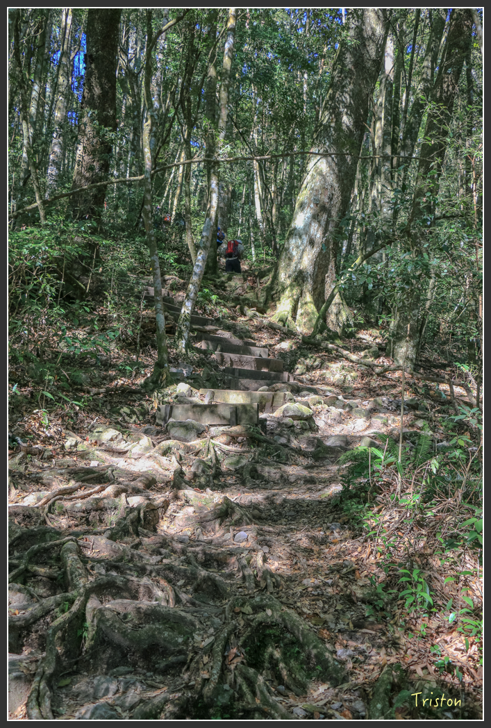 IMG_0409.jpg - 20151219 鳶嘴稍來山、小雪山林道