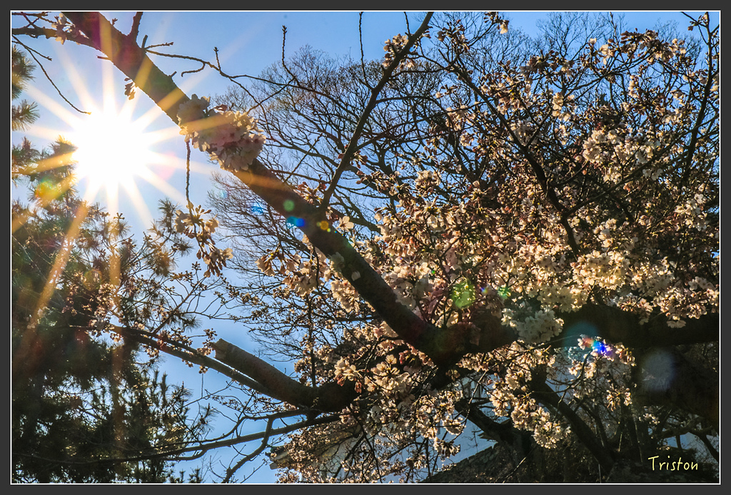 IMG_5970.jpg - 20160323 日本熊野古道健行