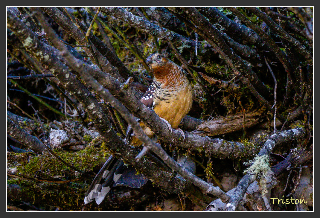 _MG_2193.jpg - 20161013 稻城亞丁