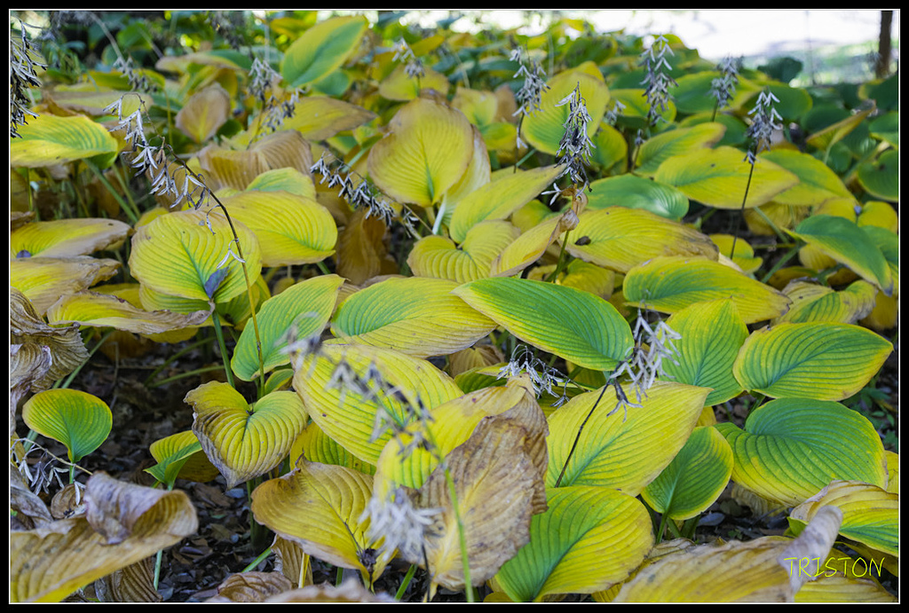 _H1A1805.jpg - 20171103 日本只見線、會津若松五色沼、昭和記念公園賞紅葉