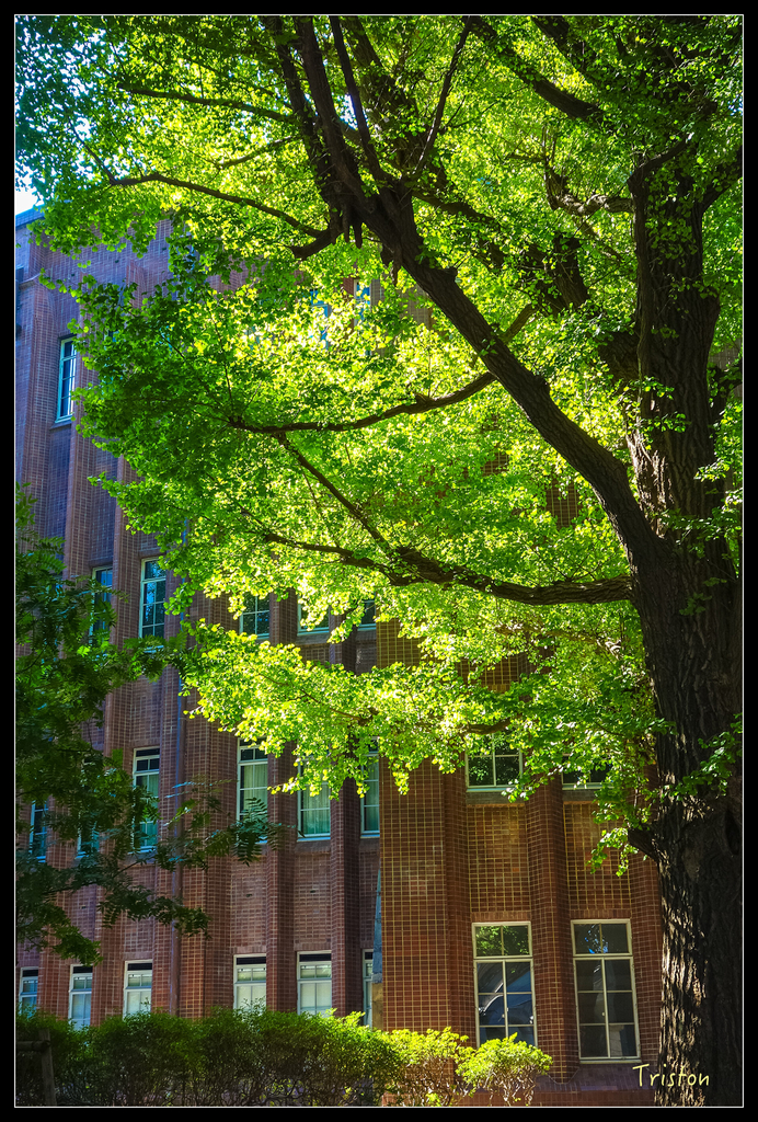 DSC00210.jpg - 20151031 秋天的童話-貴婦東京輕井澤紀行