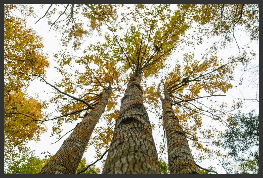 JH1A1226.jpg - 20151221 新竹秀巒賞楓