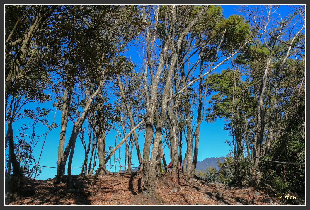 IMG_0600.jpg - 20151219 鳶嘴稍來山、小雪山林道