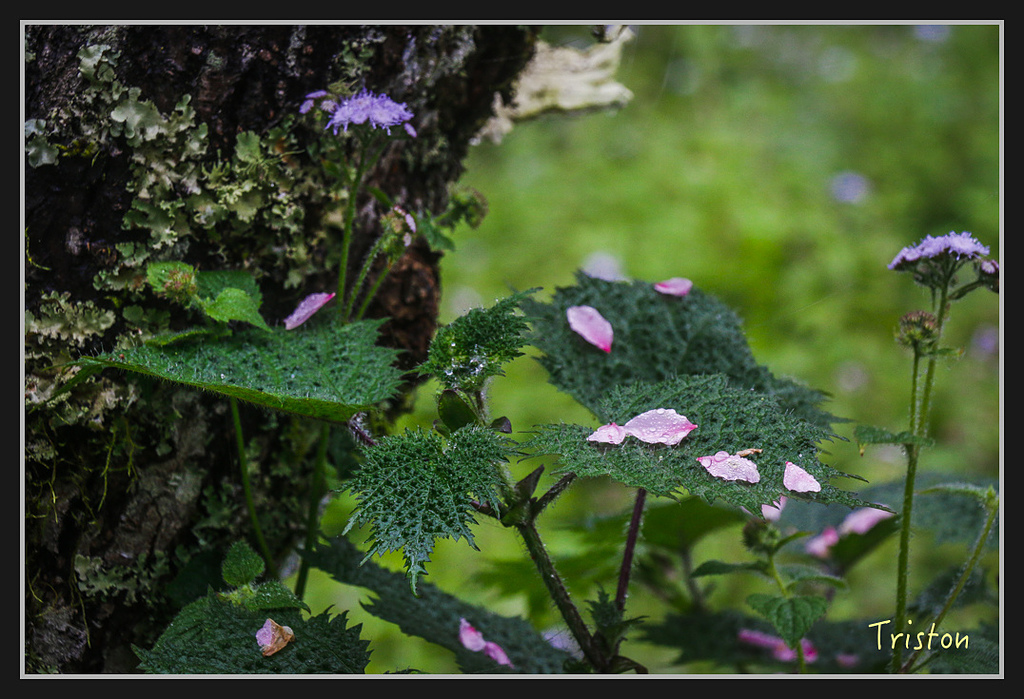 2017-02-27 10.03.53 下午 _MG_0415.jpg - 20170225 玉里瓦拉米