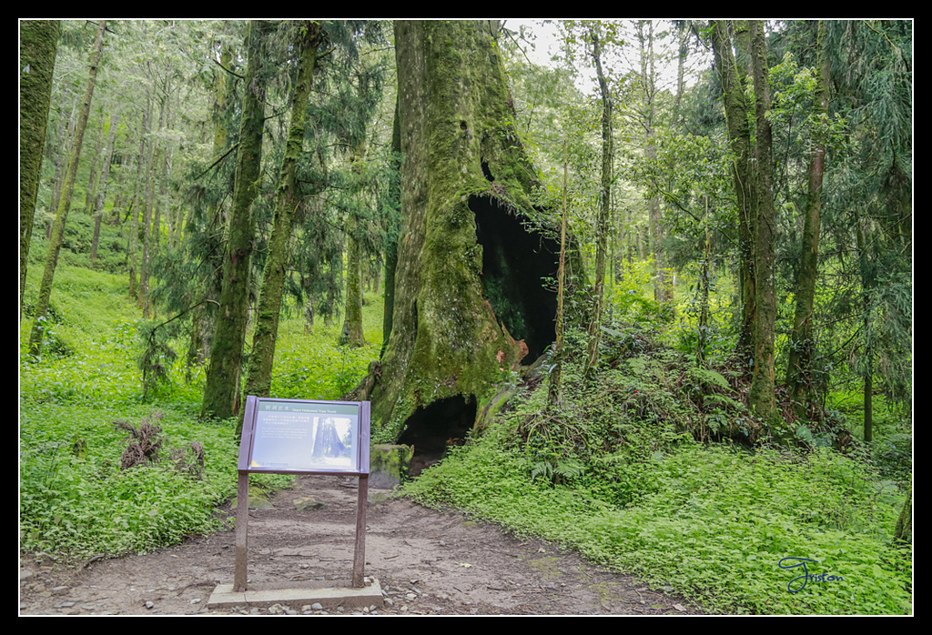 _H1A3620.jpg - 20170425 阿里山+圓潭螢火蟲