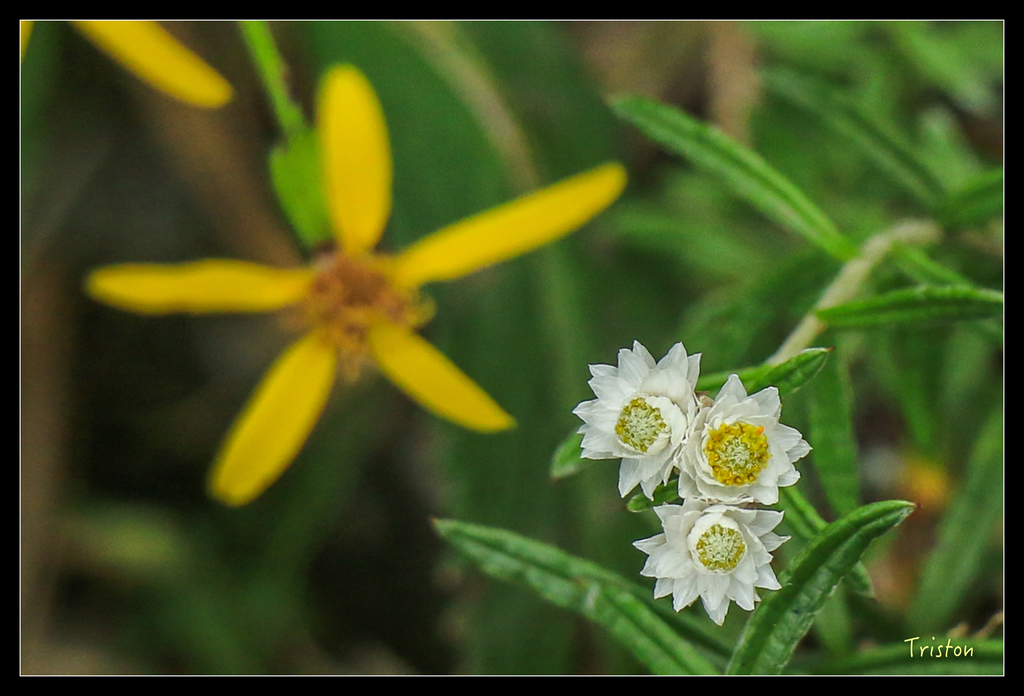 IMG_8800.jpg - 20151017 郡大林道、望鄉山、郡大山