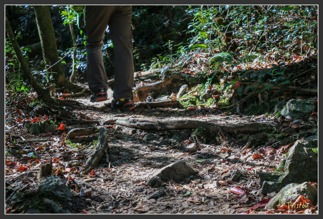 IMG_0411.jpg - 20151219 鳶嘴稍來山、小雪山林道