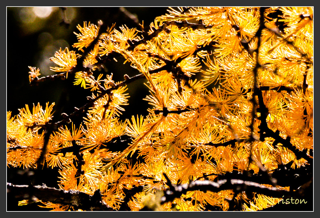 _MG_2048.jpg - 20161013 稻城亞丁