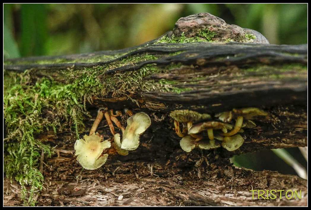 _MG_0078.jpg - 20170920 加里山