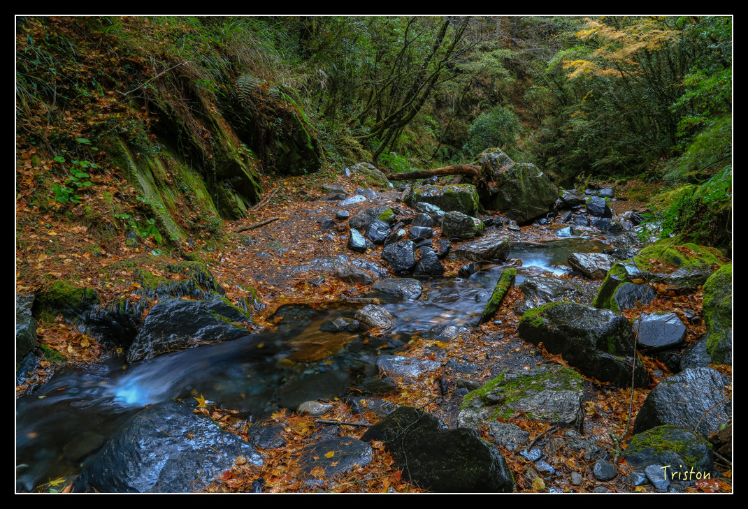 JH1A1041.jpg - 20151205 合歡溪步道、108K楓之谷