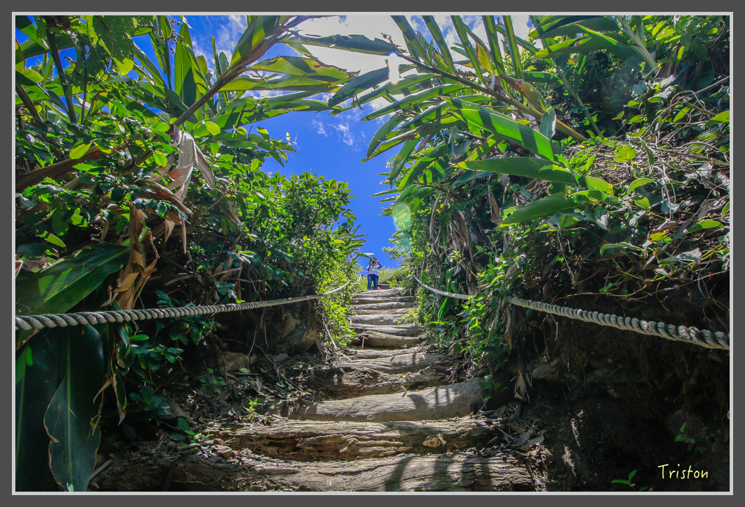 _MG_8392.jpg - 20160618 阿朗壹古道