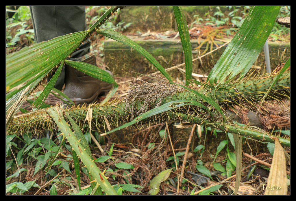 IMG_8401.jpg - 20151012 水社寮,四天王山