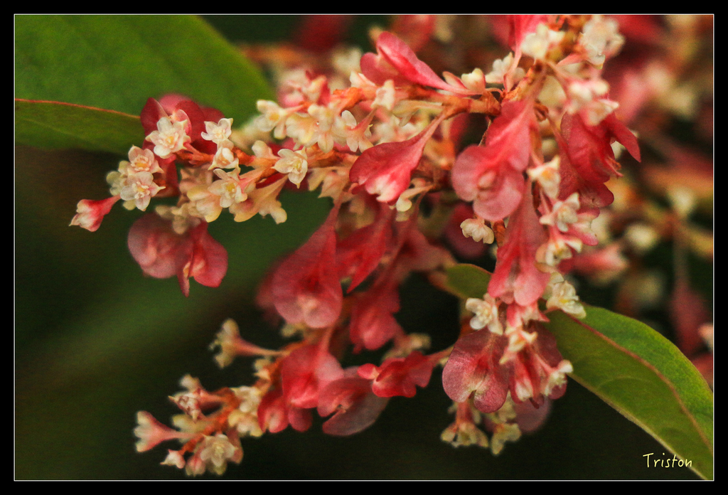IMG_8808.jpg - 20151017 郡大林道、望鄉山、郡大山