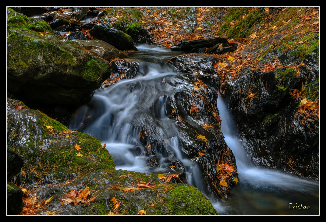 JH1A1043.jpg - 20151205 合歡溪步道、108K楓之谷