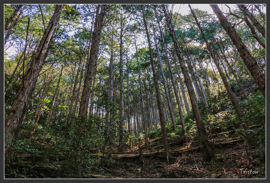 IMG_5069.jpg - 20160323 日本熊野古道健行