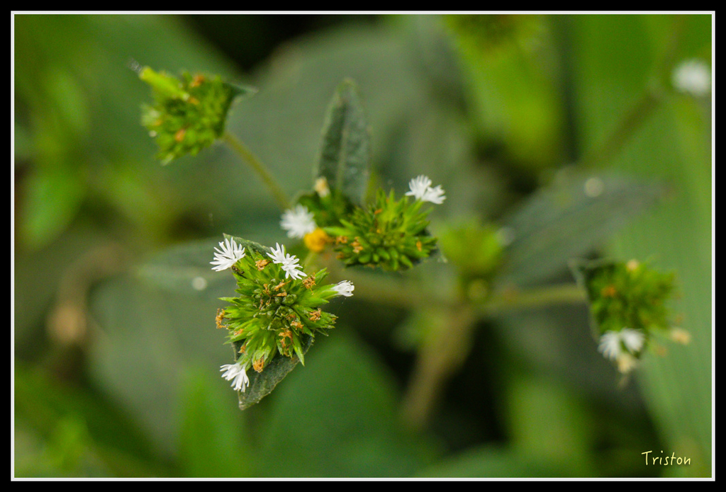 IMG_7314.jpg - 20160531 屏東笠頂山