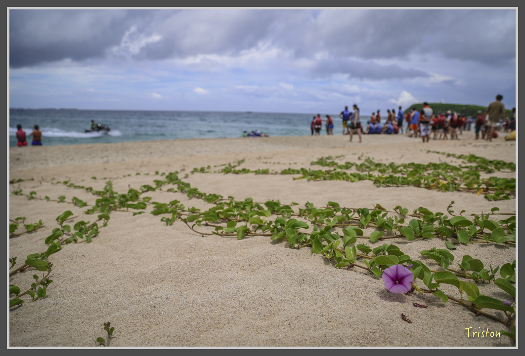 JH1A0718.jpg - 20160701 澎湖