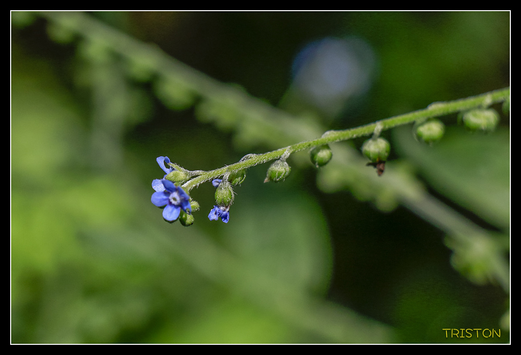 _MG_0016.jpg - 20170723 水漾森林
